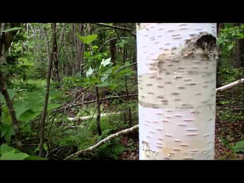 image-Where does black birch trees grow?
