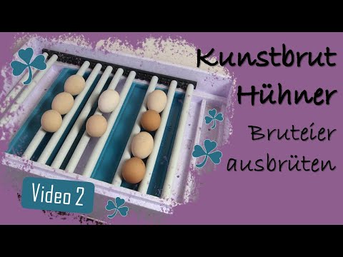 Hühner 2 🥚 Eier ausbrüten 🎁 Bruteier, Bruja Brutautomat Flächenbrüter, Schieren, Wasserrinnen füllen