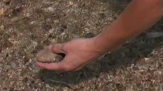 All About Petoskey Stones All About Petoskey Stones