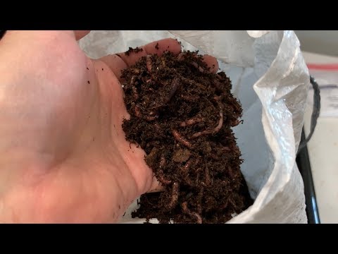 RAISING RED WIGGLERS – Starting My Red Wiggler Farm