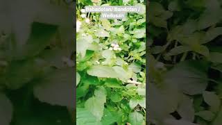 Download lagu Babadotan/bandotan, gulma yang ternyata banyak manfaat.  #obatherbal #tanamanherbal #edukasiherbal mp3