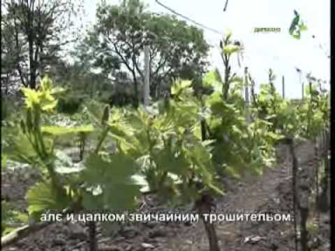 Siroki plan 4.5.2014. - Широки план 4.5.2014.