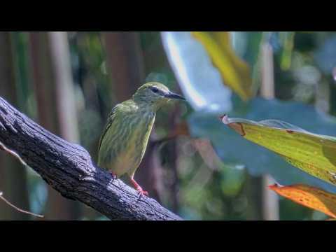 Female Red-legged Honeycreeper Shows Off Her Namesake Feature In Panama | Feb. 16, 2026