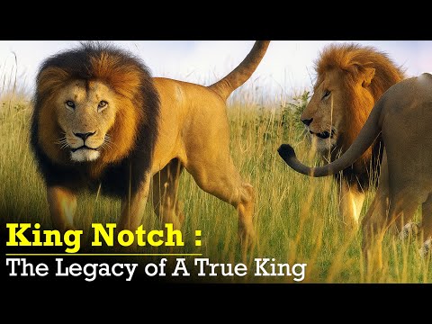 KING NOTCH | THE GREATEST Lion In The World | The Rise & Fall of A True King