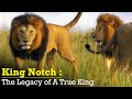KING NOTCH THE GREATEST Lion In The World The Rise Fall Of A True King