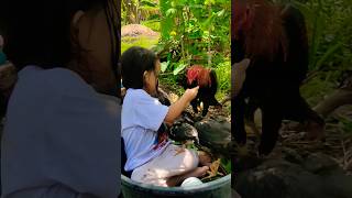 Download lagu Morning with Chicken #shopeetagtowin mp3