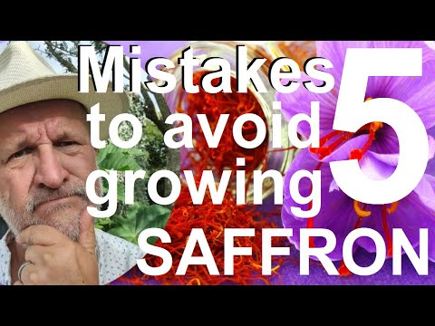 Five Mistakes to Avoid Growing and Planting Saffron Crocus