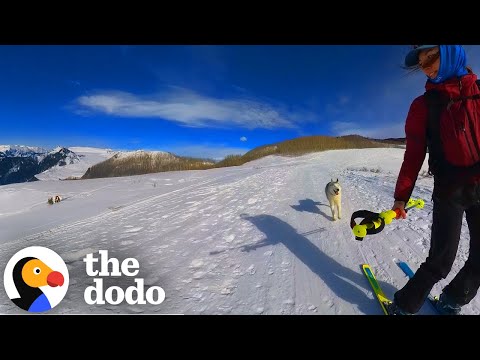 Woman Moves To The Mountains So Her Husky Could Ski | The Dodo
