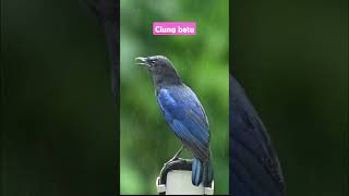 Download lagu ciung batu #ciungbatu #ciungwanara #burungmerdu #burung #burungkicaudialamliar #kicaumania #birds mp3 Download lagu ciung batu #ciungbatu #ciungwanara #burungmerdu #burung #burungkicaudialamliar #kicaumania #birds mp3