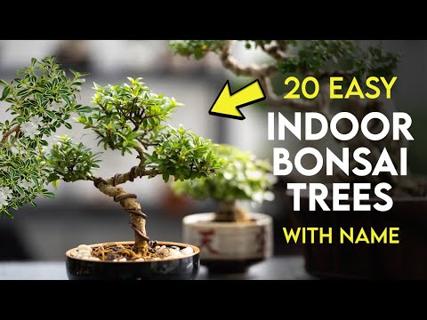 20 Best Indoor Bonsai Trees for Beginners | Easy Bonsai Trees to Grow Indoors