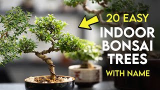 20 Best Indoor Bonsai Trees for Beginners | Easy Bonsai Trees to Grow Indoors