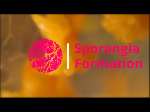 Sporangia Formation  | Physarum Polycephalum