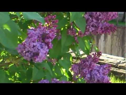 сирень мамин дом. куст сирени мамина. куст сирени мамина. полищук мамина сирень. сирень в палисаднике.