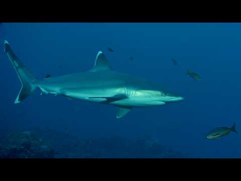 20 Sharks & Rays - scuba diving video