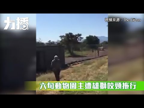 有片!六旬動物園主遭雄獅咬頸拖行 有片!六旬動物園主遭雄獅咬頸拖行