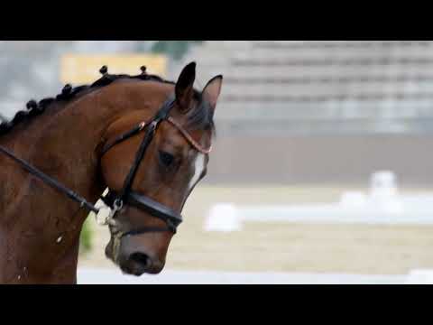 Díjlovas verseny CDN- A 2023.