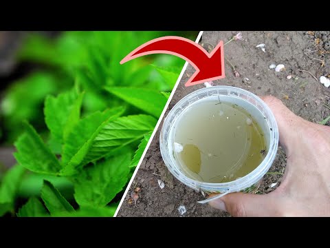 Wie aus Giersch ein Super-Dünger für deinen Garten wird!