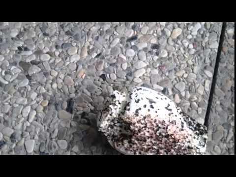 Styropor Brennversuch Nr 1