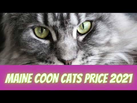 Maine Coon Cats Price 2021 - Catman's Research on How much do Maine Coon cost