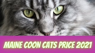 Maine Coon Cats Price 2021 - Catman's Research on How much do Maine Coon cost