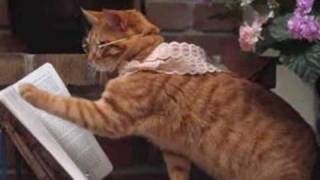 Pooh - Capita quando capita