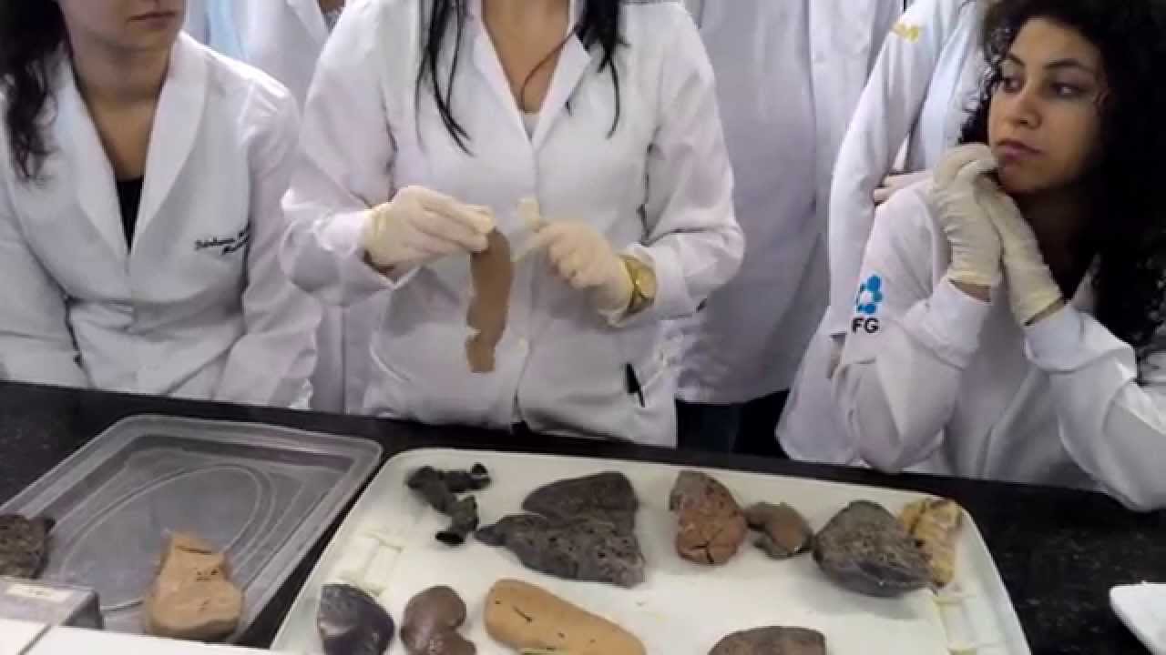 Aula 1 - Patologia macroscópica
