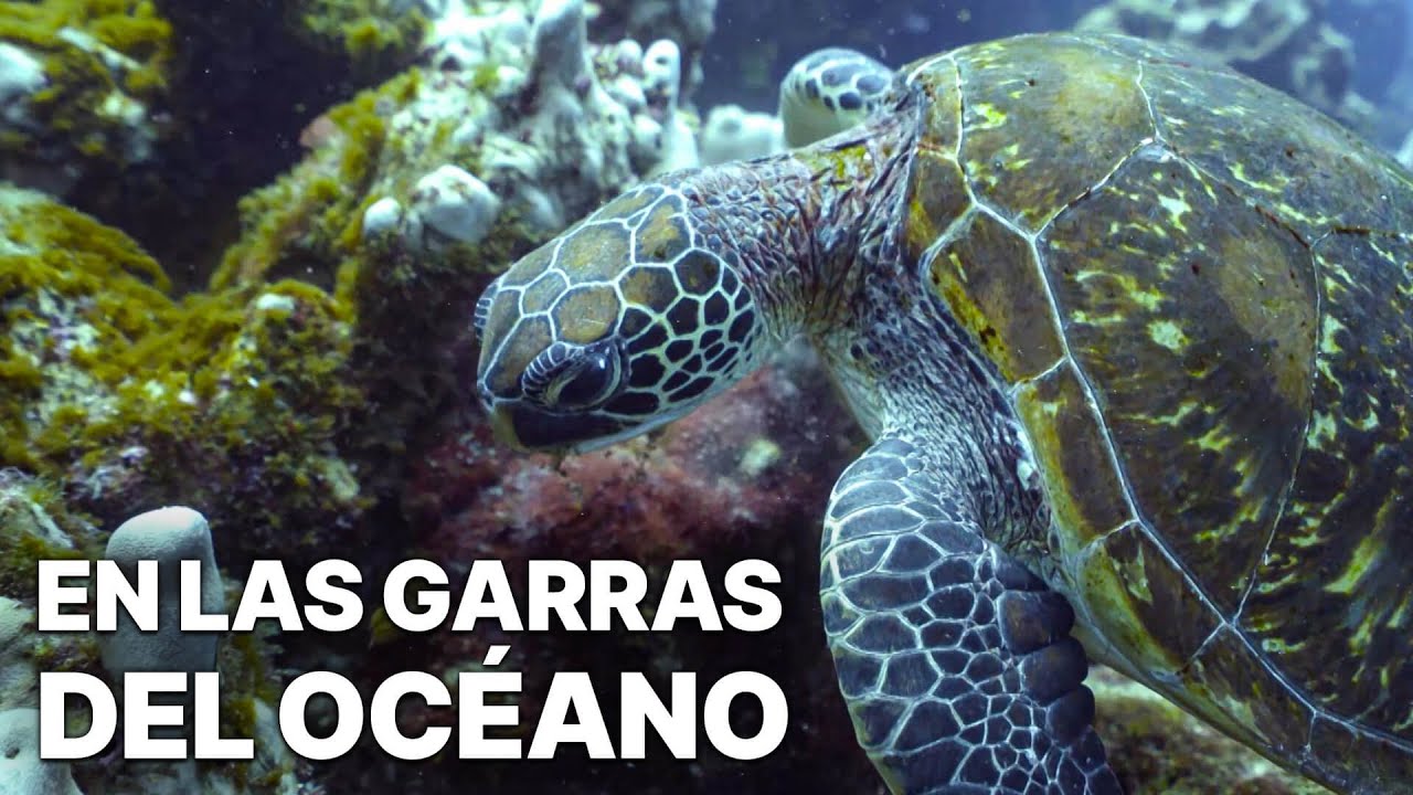 Galápagos Salvaje - En las Garras del Océano | Documental de Naturaleza