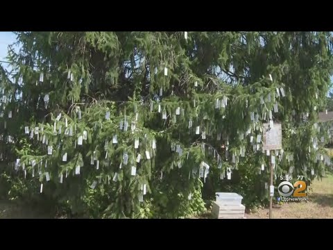 Wishing Tree In New Jersey