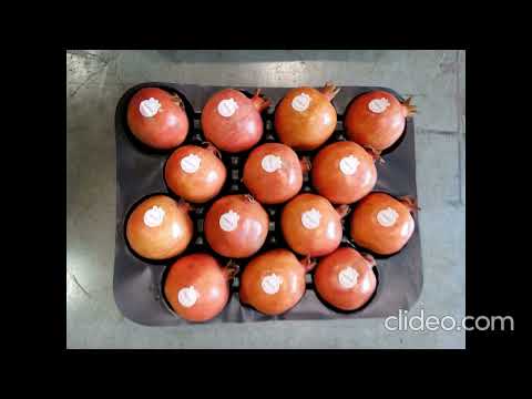 Plastic rectangular blister tray pvc / hips / pet