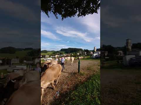 Viehschau Heiden - Auszug