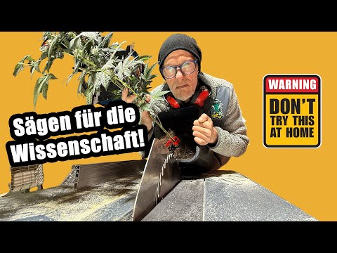 Saws for science - this is what plants look like with Flo!