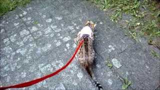 preview picture of video 'Bengal Cats Dexxy & Steak: Vacation Walk'