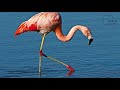 Interesting Facts About Chilean Flamingo By Weird Square