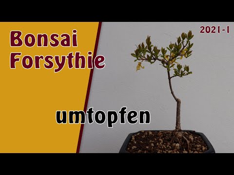 Bonsai | Forsythie [Forsythia × intermedia] | 2021-1 | Umtopfen und viele dicke Wurzeln schneiden