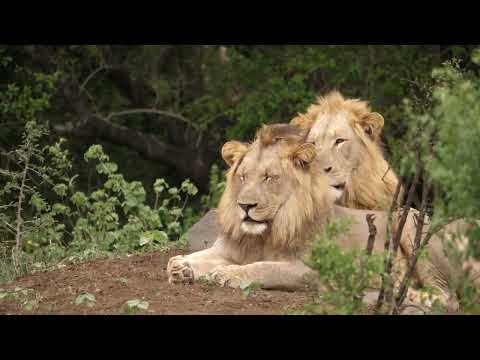 Natural #forests Hashtags#forests #nature #forest #trees #tree #naturephotography #mountains