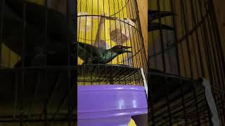 Download lagu Wow, the Cucak Keling bird is drunk, bro #birds #chirpingmania #qinarabanyuwangi mp3 Download lagu Wow, the Cucak Keling bird is drunk, bro #birds #chirpingmania #qinarabanyuwangi mp3