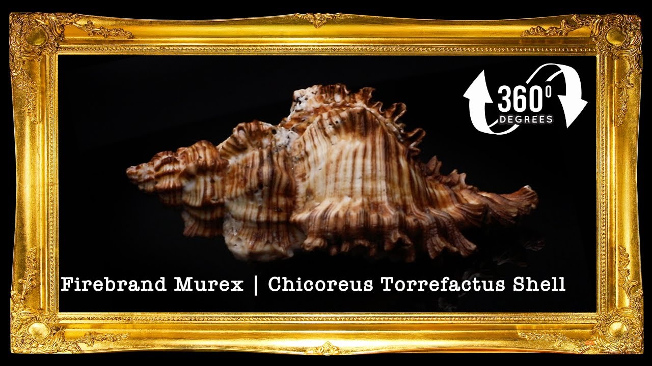 Torrectactus | Chicoreus Torrefactus | Firebrand Murex | 2 - 4 Inches