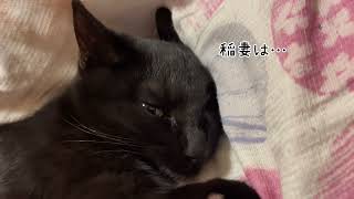 【ネコーズ】稲妻はまだ遊ぶのです。