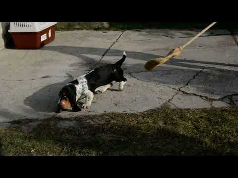Basset Hound puppy for sale