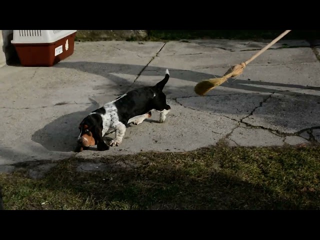 Basset Hound cachorro en venta