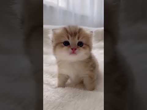 A Crying Kitten Coming Toward You | Heartwarming Moment