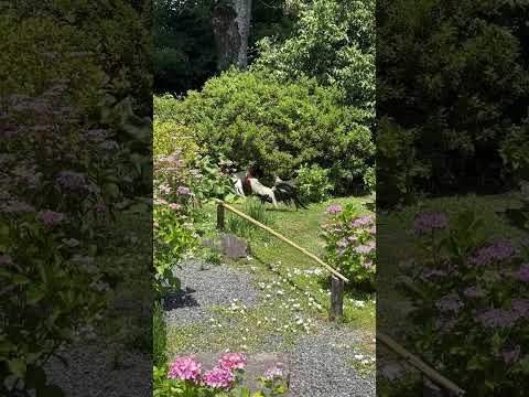 鶏は雪の中に行けるのか？彼らはそれを恐れているのでしょうか？最初に考慮すべき5つのこと!  庭園