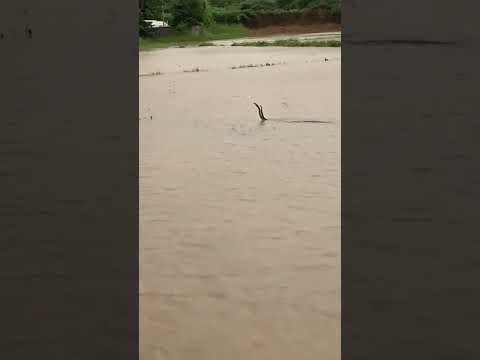 🫶 සන්සාරගත ප්‍රාර්ථනාවක් වෙන්න පුලුවන්  #shorts #viral #tranding