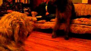 World's Biggest Dog Irish Wolfhound