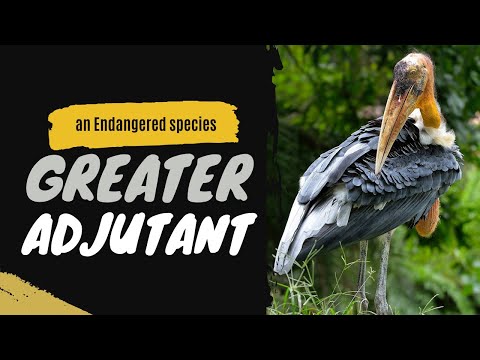 Bocian veľký indický (Leptoptilos dubius) — Greater Adjutant v prirodzenom prostredí