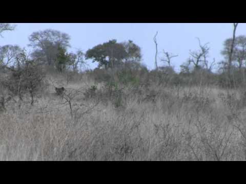 Tsalala lion pride and hyenas