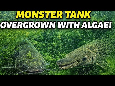 MONSTER TANK Overgrown With Algae 😱 | African Catfish & Alligator Gar