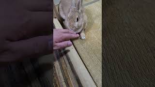 うさぎの日常その7 #うさぎ #うさぎのいる暮らし