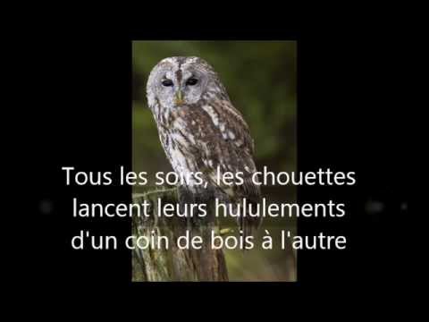 pourquoi la chouette hulule la nuit