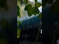 RHTDM Rain Theme Status With Flute ️ ️ Shorts Rhtdm Flute Music Status Rain ️ ️